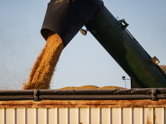 Harvested corn is transferred from a grain collection bin into a waiting truck along County Road 101 during the 2026 corn harvest of brothers Shaun and Steven Raesz on Saturday, July 11, 2026.   The family is harvesting over 4,000 acres of corn this season.     Photo by Andy Sharp