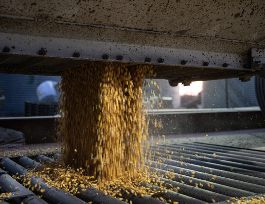 Harvested corn is unloaded from a truck into a bay that will transfer it to one of six grain elevators during the 2026 corn harvest of brothers Shaun and Steven Raesz on Saturday, July 11, 2026.  The family is harvesting over 4,000 acres of corn this season.     Photo by Andy Sharp