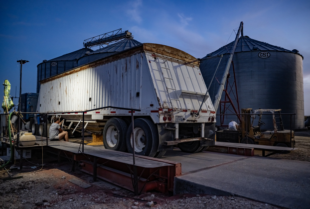 Kate Kennedy helps transfer harvested corn from a truck into grain bins  during the 2026 corn harvest of brothers Shaun and Steven Raesz on Saturday, July 11, 2026.  Kate, the longtime girlfriend of Steven Raesz, is a volleyball coach and teacher at  Granger ISD.  The family is harvesting over 4,000 acres of corn this season.     Photo by Andy Sharp