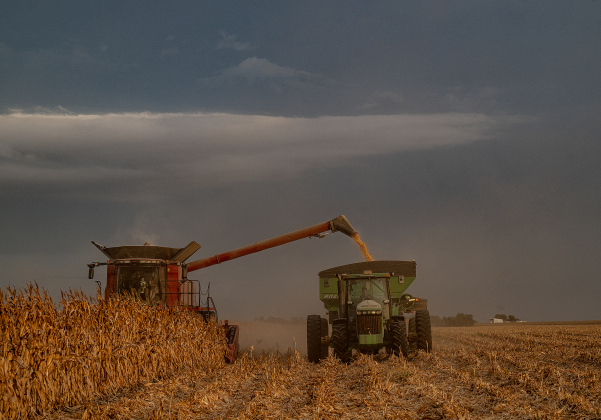 The corn harvest of brothers Shaun and Steven Raesz continues along County Road 414 on Friday, July 10, 2026.  These East Williamson County farmers are harvesting over 4,000 acres of corn this year.    Photo by Andy Sharp