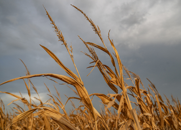 Corn stalks stand tall before they’re harvested during the  corn harvest of brothers Shaun and Steven Raesz  along County Road 414 on Friday, July 10, 2026.  These East Williamson County farmers are harvesting over 4,000 acres of corn this year.    Photo by Andy Sharp