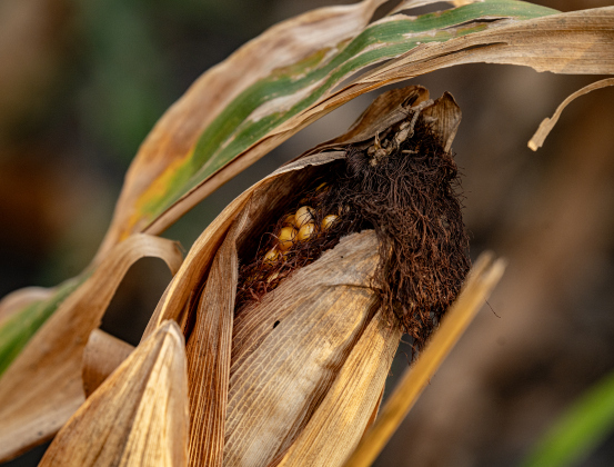 Corn about to be harvested is pictured during the corn harvest of brothers Shaun and Steven Raesz  on Friday, July 10, 2026.  These East Williamson County farmers are harvesting over 4,000 acres of corn this year.    Photo by Andy Sharp