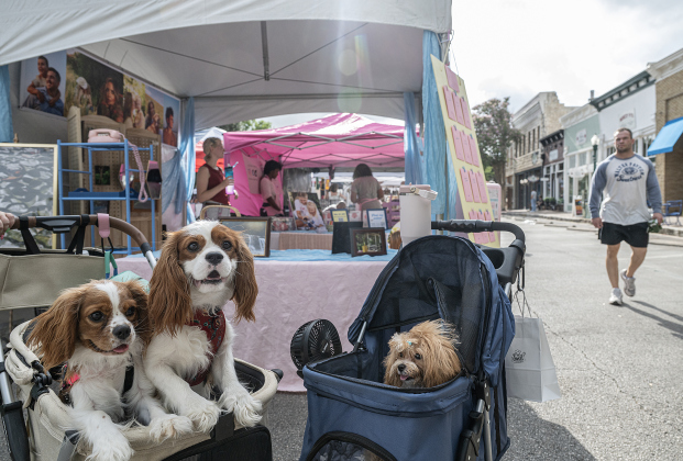 Indiana Jones and Petunia, left, King Charles Cavaliers, and Gizmo, right, a Korean Toy Poodle, all owned by Buffy McDonald, take in the sights along 8th Street near Austin Avenue during Market Days on Saturday, July 11, 2026.  Market Days  is held on the second Saturday  of the month in downtown Georgetown.   Photo by Andy Sharp
