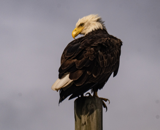 A Bald Eagle finds a comfortable place to rest before taking flight along a Farm-to-Market Road north of Hutto on Wednesday, July 15, 2026.    Photo by Andy Sharp