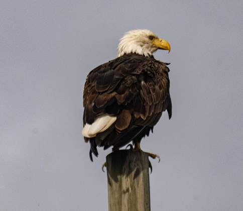 A Bald Eagle finds a comfortable place to rest before taking flight along a Farm-to-Market Road north of Hutto on Wednesday, July 15, 2026.    Photo by Andy Sharp