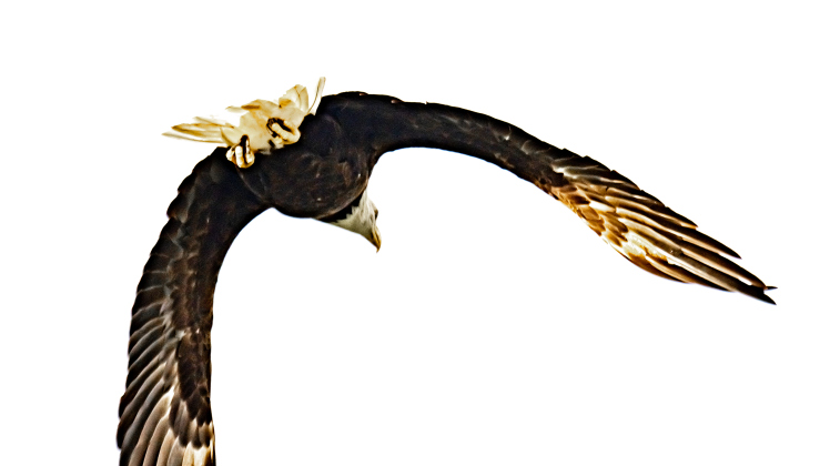 A Bald Eagle takes flight  along a Farm-to-Market Road north of Hutto on Wednesday, July 15, 2026.    Photo by Andy Sharp
