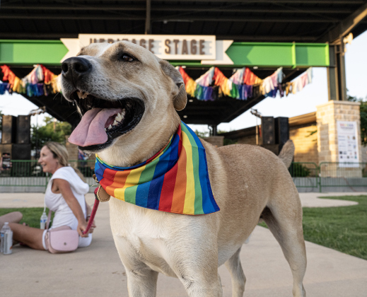 Taz (front) and his owner Lindsey Smith  (in distance at left) were attendees at  the 6th Annual Taylor Pride Festival, held at Heritage Square Park on Saturday evening, June 27, 2026.     Photo by Andy Sharp
