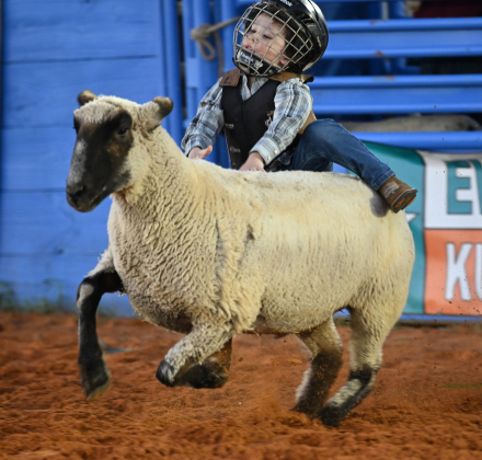 3-year-old Enzo Santos rides a sheep during Mutton Bustin’ at the 82nd Annual Williamson County Sheriff’s Posse Rodeo on Friday, June 26, 2026. The rodeo continued through Saturday night.    Photo by Andy Sharp