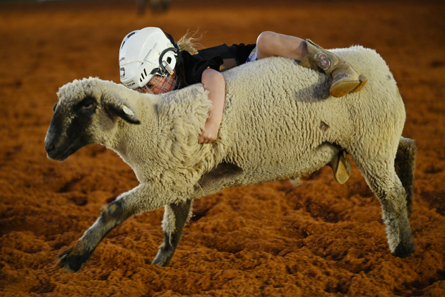 6-year-old Maya Thurston competes in Mutton Bustin’ the 82nd Annual Williamson County Sheriff’s Posse Rodeo on Friday, June 26, 2026.  Maya won first place for her ride.  The rodeo continued through Saturday night.    Photo by Andy Sharp