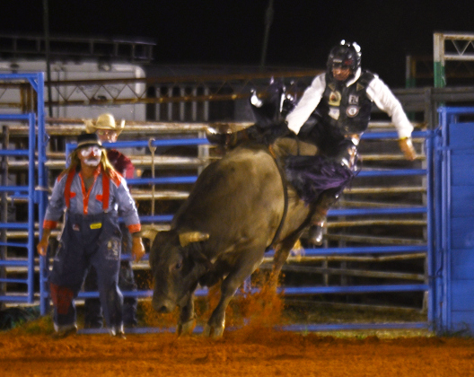 Nick Payne competes in Bull Riding at the 82nd Annual Williamson County Sheriff’s Posse Rodeo on Friday, June 26, 2026. The rodeo continued through Saturday night.    Photo by Andy Sharp