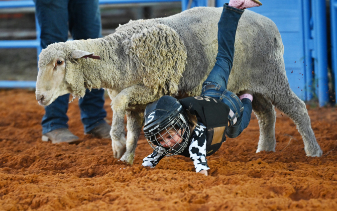 Charli Tarlton, 4, participates in Mutton Bustin’ at the 82nd Annual Williamson County Sheriff’s Posse Rodeo on Friday, June 26, 2026. The rodeo continued through Saturday night.    Photo by Andy Sharp