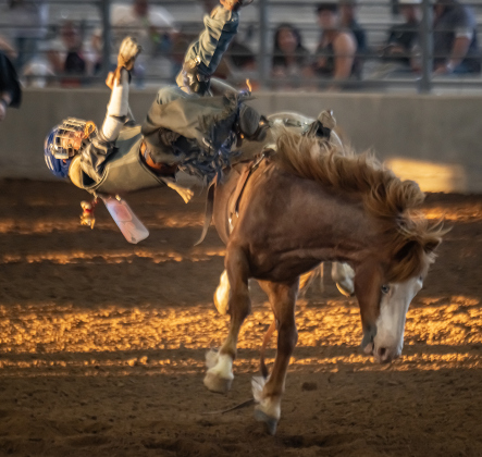 Garrett Nalley competes in bareback riding  during the 3rd Annual Bill Pickett Youth Rodeo, held at the Williamson County Expo Center on Saturday, June 20, 2026.  Contestants can be no older than 18 to participate.     Photo by Andy Sharp