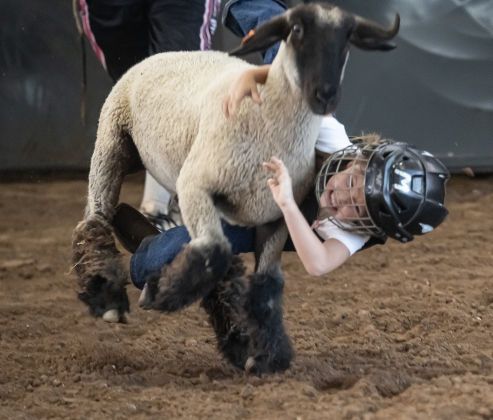 Leah Mae Scotto competes in Mutton Bustin’  during the 3rd Annual Bill Pickett Youth Rodeo, held at the Williamson County Expo Center on Saturday, June 20, 2026.  Contestants can be no older than 18 to participate.     Photo by Andy Sharp