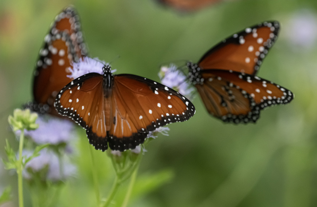 , TEXAS: Butterflies gather on plants at Berry Springs Park &amp; Preserve on Tuesday, June 23, 2026.    Photo by Andy Sharp