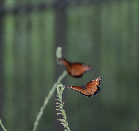 Butterflies gather on plants at Berry Springs Park &amp; Preserve on Tuesday, June 23, 2026.    Photo by Andy Sharp