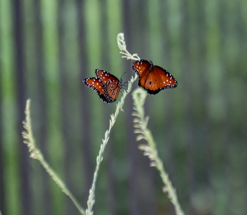 Butterflies gather on plants at Berry Springs Park &amp; Preserve on Tuesday, June 23, 2026.    Photo by Andy Sharp