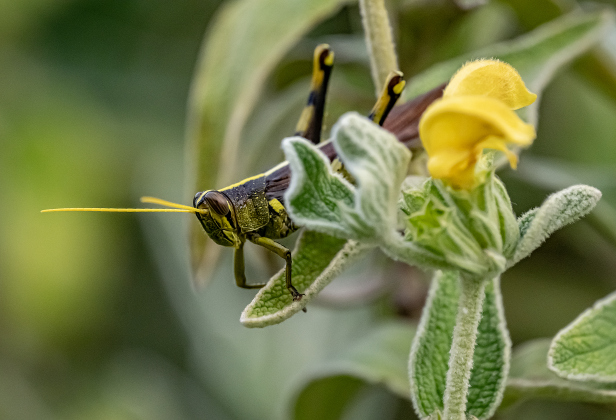 A grasshopper is right at home among the botanical offerings  at Berry Springs Park &amp; Preserve on Tuesday, June 23, 2026.    Photo by Andy Sharp