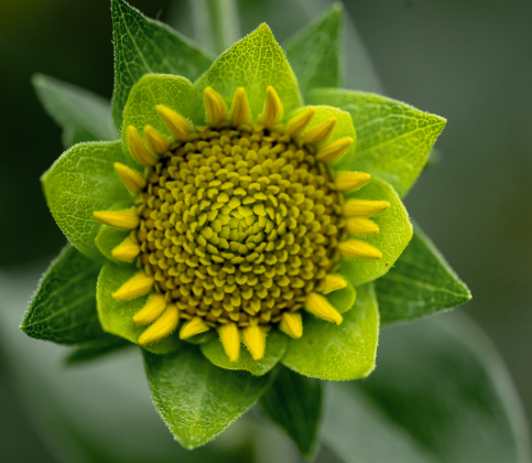 A flower begins to bloom at Berry Springs Park &amp; Preserve on Tuesday, June 23, 2026.    Photo by Andy Sharp