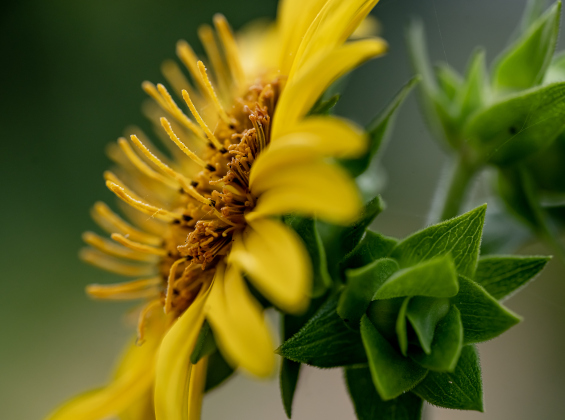 A flower blooms at Berry Springs Park &amp; Preserve on Tuesday, June 23, 2026.    Photo by Andy Sharp