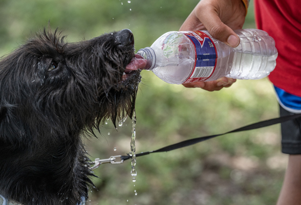 Taylor Sullen, 12, gives her dog Oakley a bottle of ice cold water to ward off the afternoon heat during the Sertoma Club 4th of July celebration in San Gabriel Park  on Saturday, July 4, 2026. Oakley was very grateful!   Photo by Andy Sharp