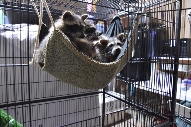 Rescued young raccoons hang out at All Things Wild.  Photos by Alyssa Perera