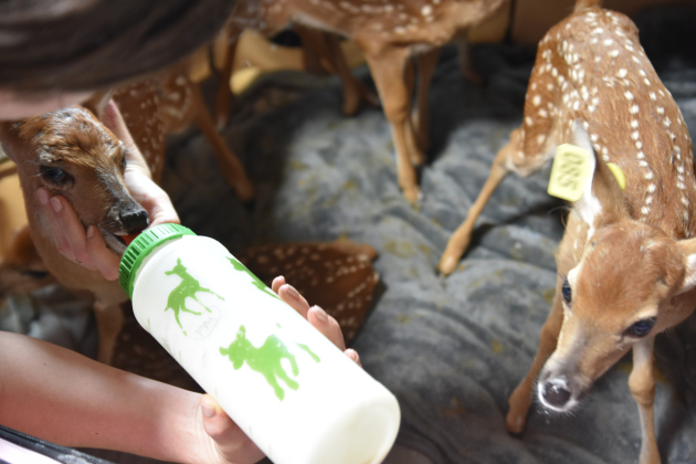 Volunteers feed fawns rescued after thunderstorms. Photos by Alyssa Perera