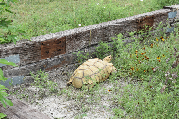 Brought in after getting run over, ambassador animal Speedy the Sulcata tortoise, spends time in the sun.  Photos by Alyssa Perera