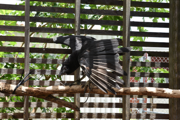 A vulture is healing at the rehabilitation center. Photos by Alyssa Perera