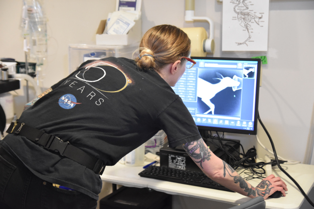 Assistant manager for animal care, Cassie Tremant, looks over x-ray for a rescued fawn just brought into the center.  Photos by Alyssa Perera
