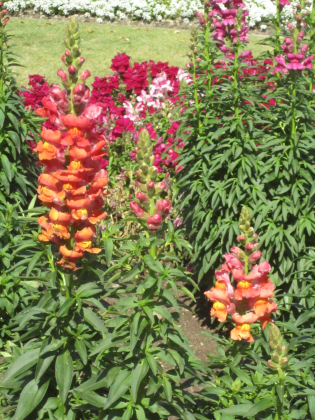 Snapdragons come in a variety of colors.  Photo courtesy Craig Franklin
