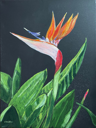Violet Nicklen’s “Bird of Paradise” is at the WCAG Gallery. 
