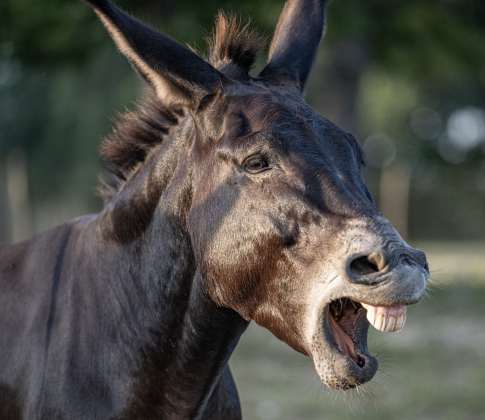 Lil Bob, one of  the resident donkeys at Berry Springs Park &amp; Preserve makes his presence known on Wednesday, August 5, 2026.
