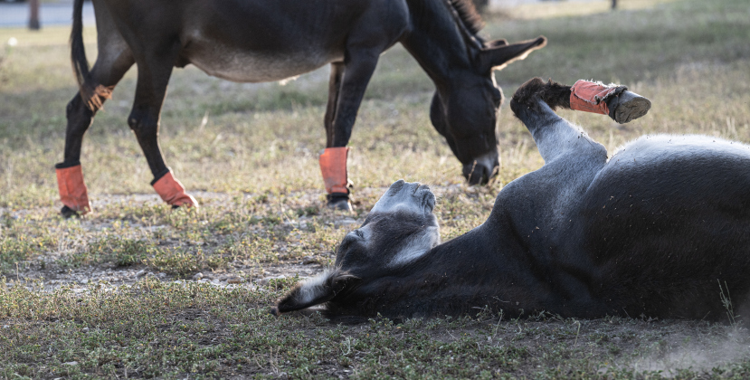 Pedro, front, and Lil Bob,  the resident donkeys  at Berry Springs Park &amp; Preserve spend time together  on Wednesday, August 5, 2026.
