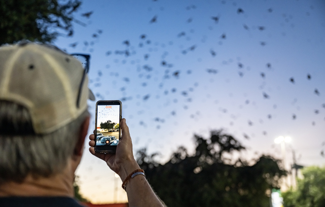 George Stephens photographs  Purple Martins flying over Greenlawn Crossing Shopping Complex on Friday, July 31, 2026.   Purple Martin Parties, hosted by  Travis Audubon, are being held behind the Wendy’s  on Friday, August 7th and Saturday, August 8th from 8-9pm.    Numbering in the thousands,  birds nest here before continuing their journey to a winter home in South America.  Photo by Andy Sharp