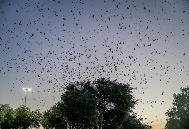 Purple Martins gather in the sky over Greenlawn Crossing Shopping Complex on Friday, July 31, 2026.   Purple Martin Parties, hosted by  Travis Audubon, are being held behind the Wendy’s  on Friday, August 7th and Saturday, August 8th from 8-9pm.    Numbering in the thousands,  birds nest here before continuing their journey to a winter home in South America.  Photo by Andy Sharp
