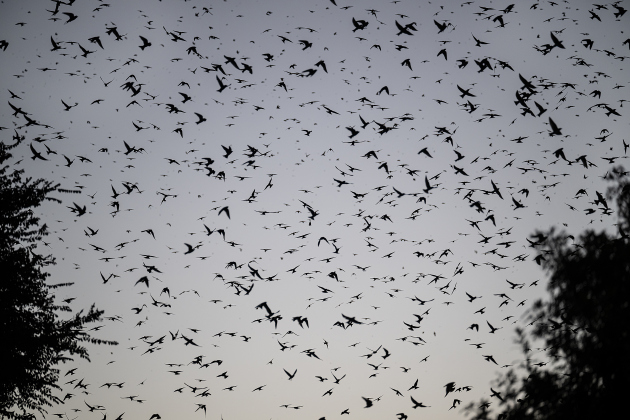 Purple Martins gather in the sky over Greenlawn Crossing Shopping Complex on Friday, July 31, 2026.