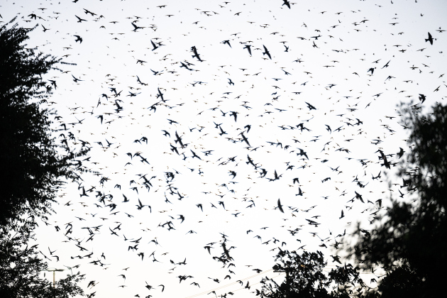 Purple Martins gather in the sky over Greenlawn Crossing Shopping Complex on Friday, July 31, 2026.
