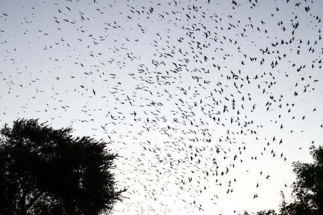 Purple Martins gather in the sky over Greenlawn Crossing Shopping Complex on Friday, July 31, 2026.