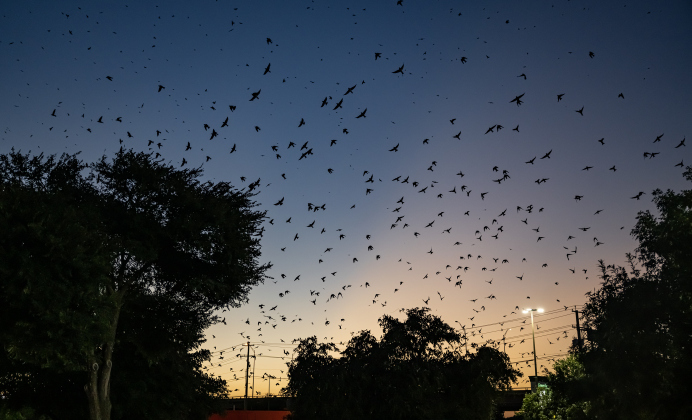Purple Martins gather in the sky over Greenlawn Crossing Shopping Complex on Friday, July 31, 2026.   Purple Martin Parties, hosted by  Travis Audubon, are being held behind the Wendy’s  on Friday, August 7th and Saturday, August 8th from 8-9pm.    Numbering in the thousands,  birds nest here before continuing their journey to a winter home in South America.  Photo by Andy Sharp