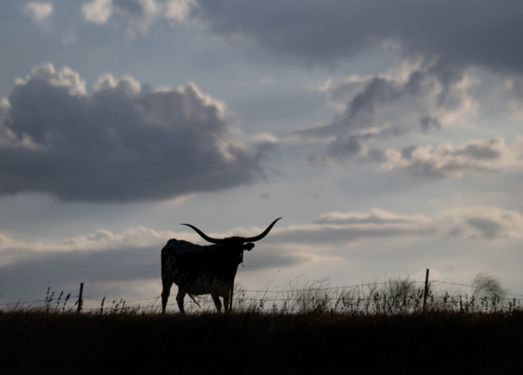 A Texas Longhorn rests on a hill in the Beyersville community east of Coupland  on Tuesday evening, September 8, 2026.  