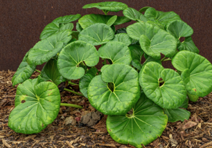 The original Tractor-seat Plant.   Photo courtesy Texas Superstars, AgriLife Extension.