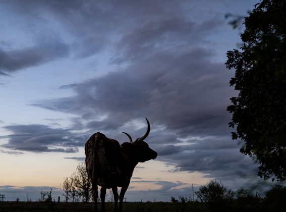 Princess, a Texas Longhorn owned by Joyce White is pictured in her pasture along FM 972 on Monday, October 12, 2026. Photo by Andy Sharp