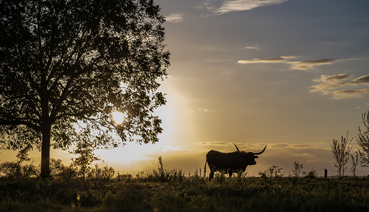 Princess, a Texas Longhorn owned by Joyce White is pictured in her pasture along FM 972 on Monday, October 12, 2026. Photo by Andy Sharp