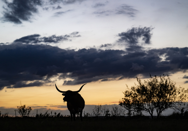 Princess, a Texas Longhorn owned by Joyce White is pictured in her pasture along FM 972 on Monday, October 12, 2026. Photo by Andy Sharp