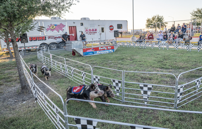 Pigs race around their course during the Swifty Swine Pig Races during the Williamson County Fair, held on Wednesday, October 21, 2026. The fair and the Wiliiamson County Rodeo continued through October 24th at the Williamson County Expo Center. Photo by Andy Sharp