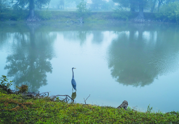 A Great Blue Heron scans the water for fish.