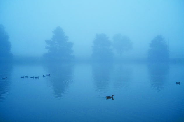 Ducks swim across the lake