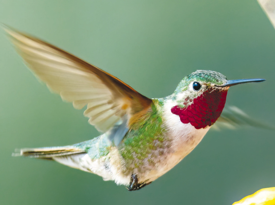 Above, Broad-tailed Hummingbird (Photos by Jim Hailey)