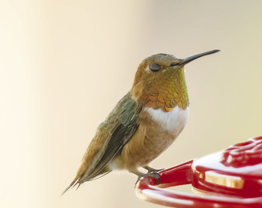 Allen’s Hummingbird