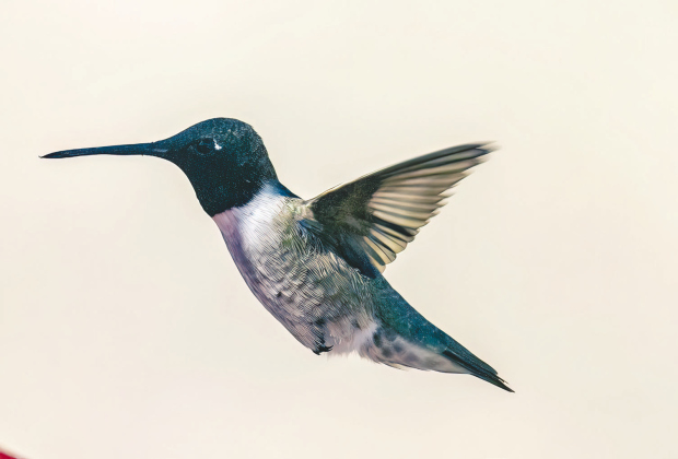 Black-chinned Hummingbird